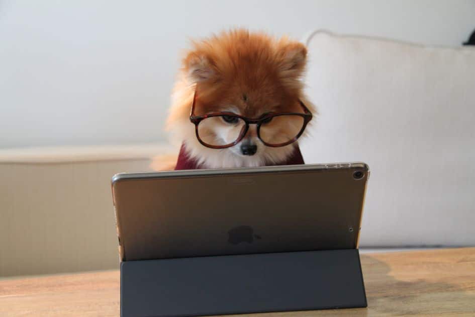 Dog using computer