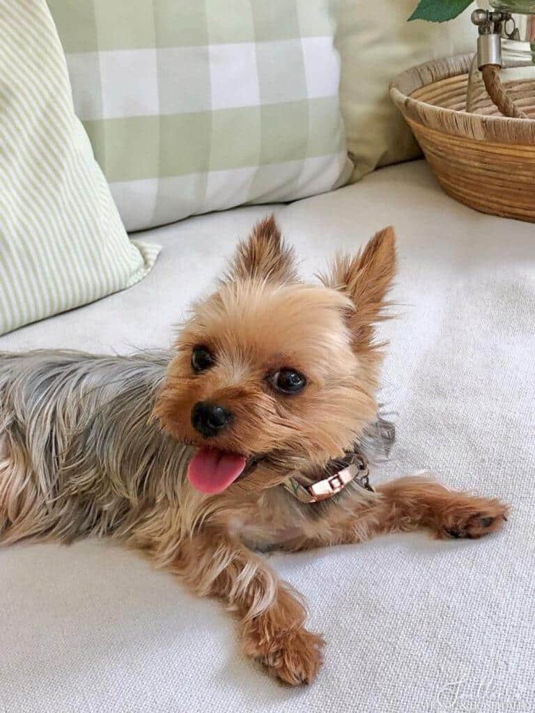 Yorkie panting on porch daybed