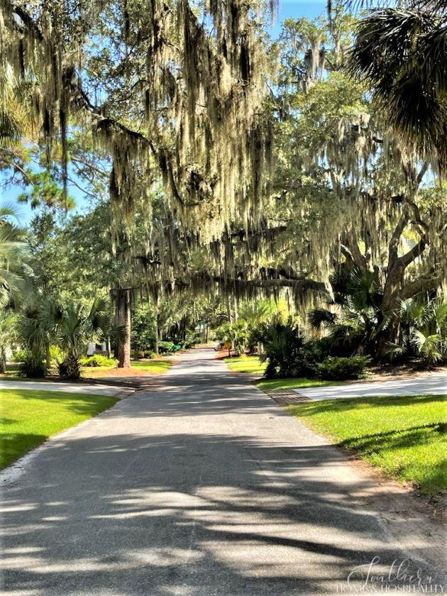 Moss draped trees lining neighborhood street in Hilton Head