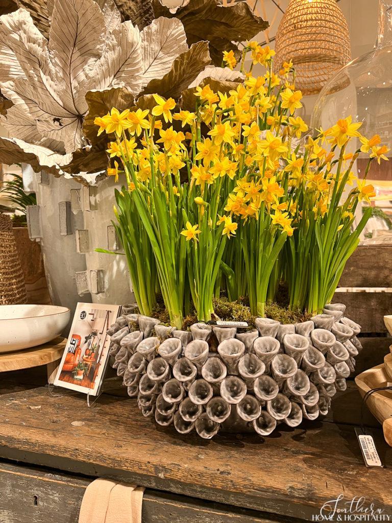 Yellow daffodils in organic bowl planter