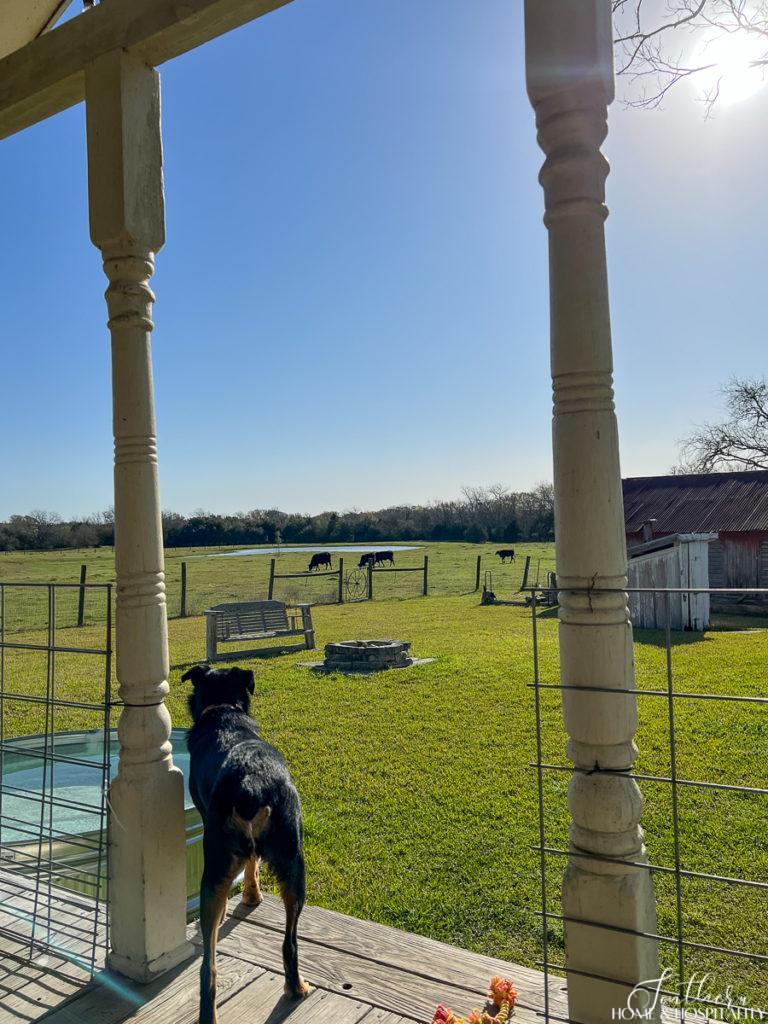 The view from a farmhouse porch with dog and cows in Round Top Texas