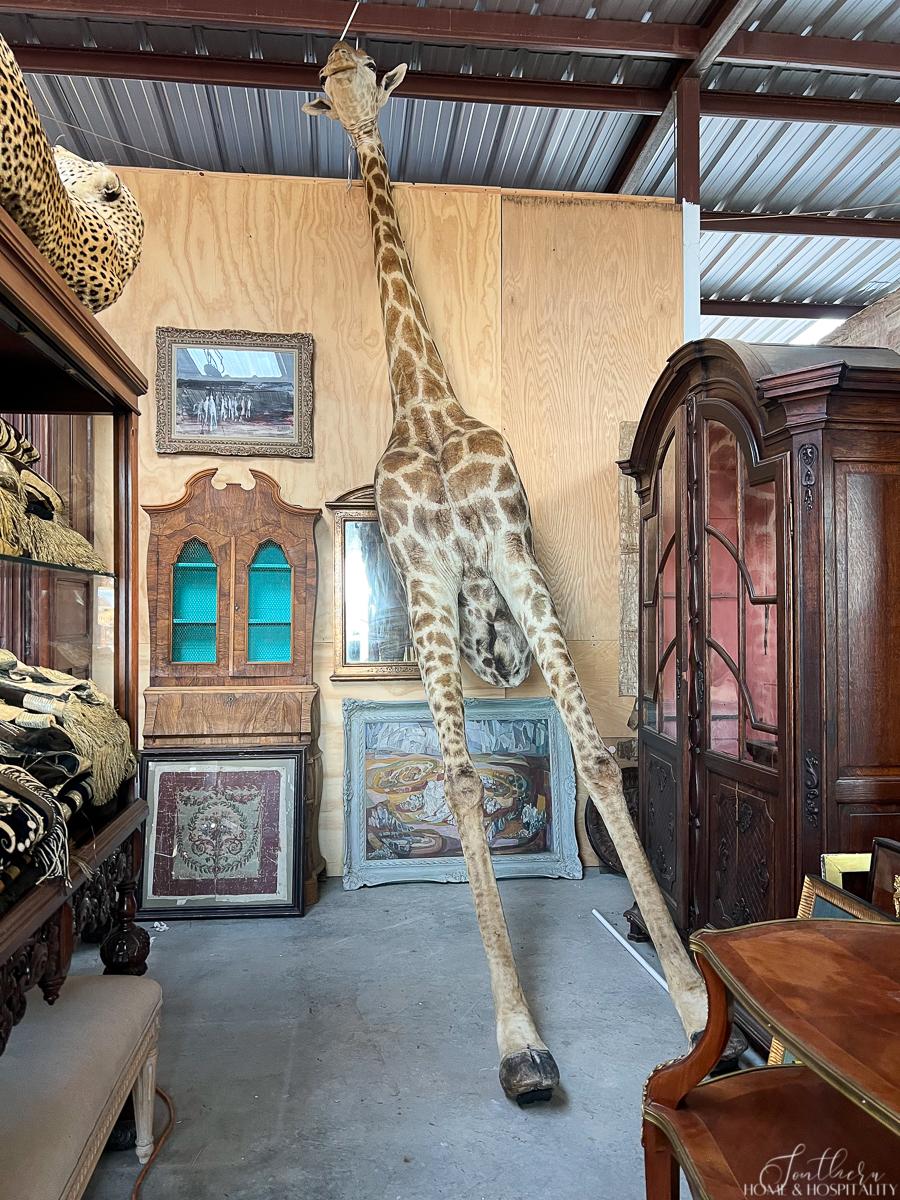 Taxidermy giraffe