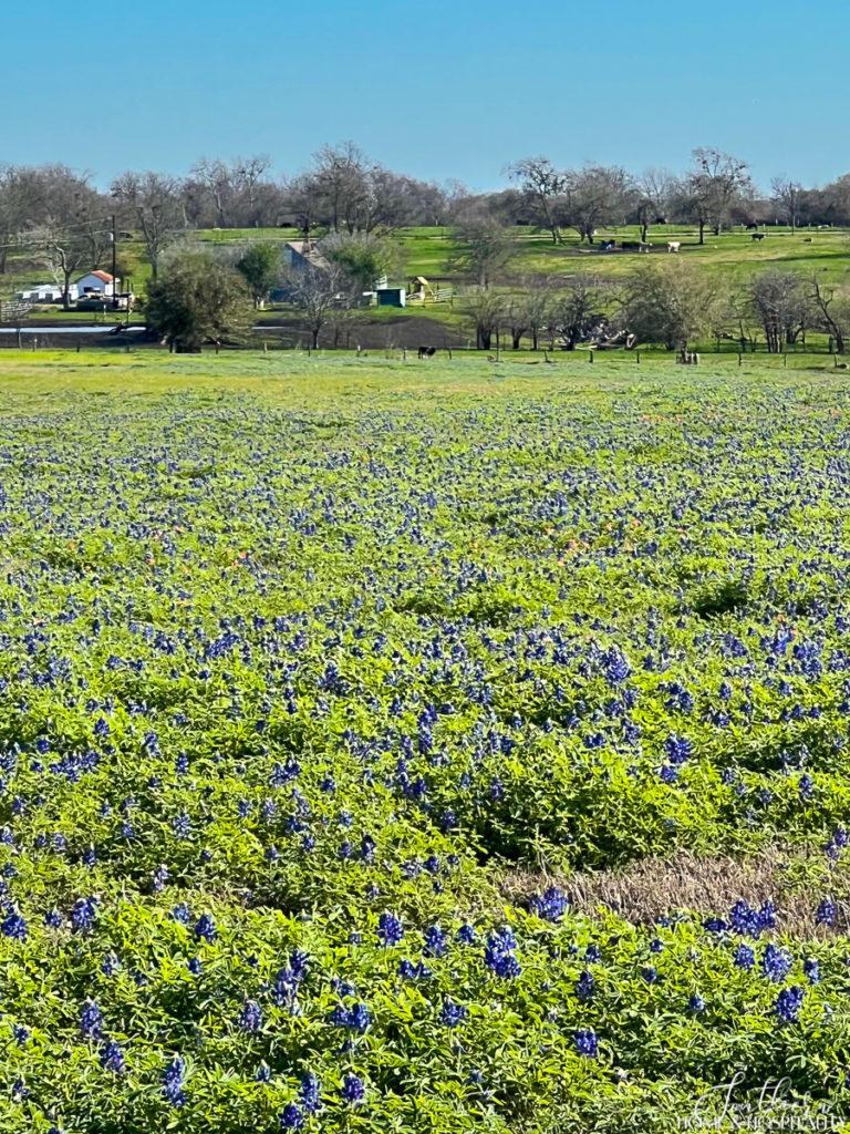 Bluebonnets in a field in Round Top Texas