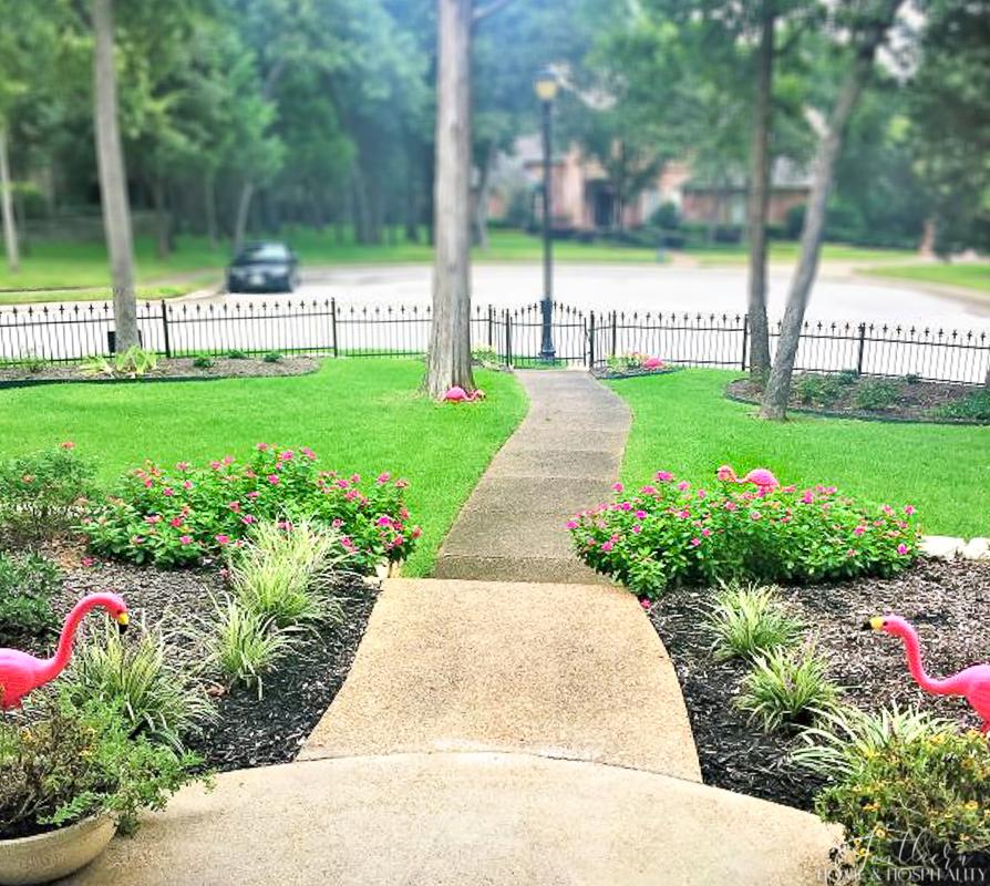 yard flamingos lining front walk