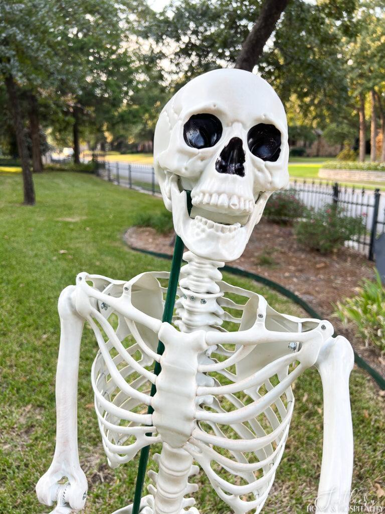 Halloween skeleton stood up with garden stake