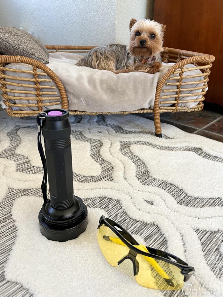 Blacklight flashlight for pet urine sitting on rug with Yorkie