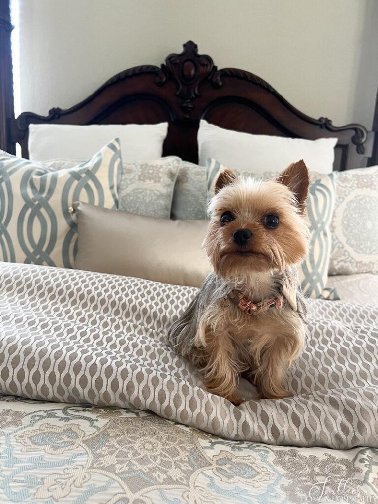 Yorkie dog sitting on bed comforter