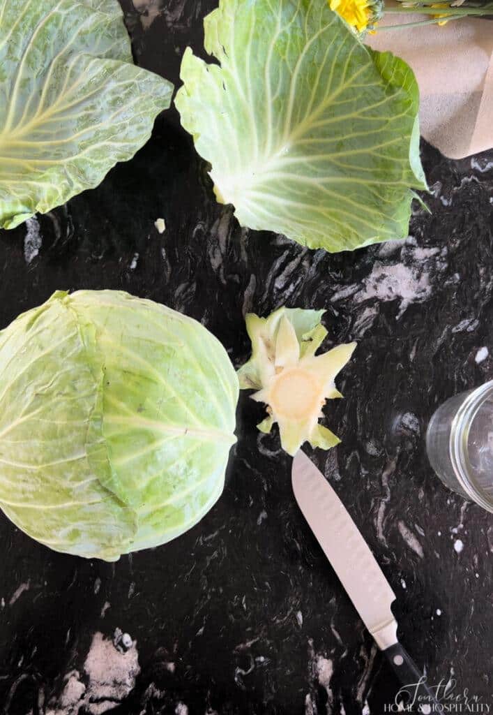 Cabbage with bottom leveled and outer leaves removed