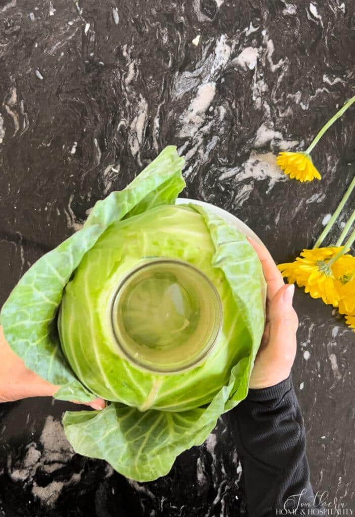 Cabbage with mason jar inserted