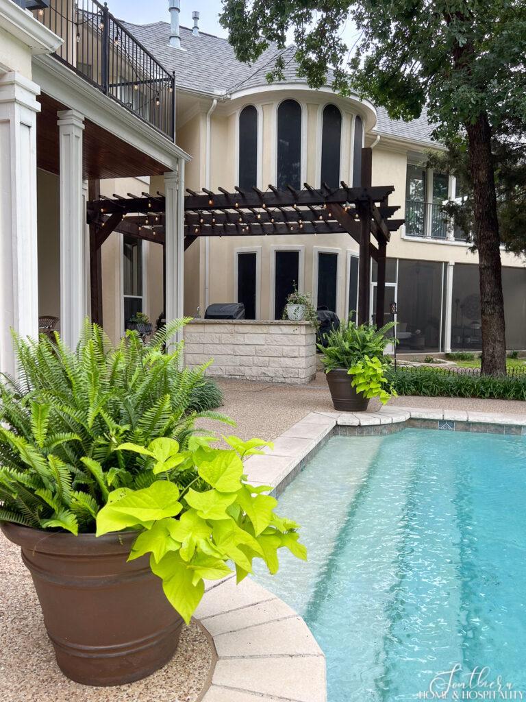 Kimberly queen ferns and sweet potato vines in pots around pool