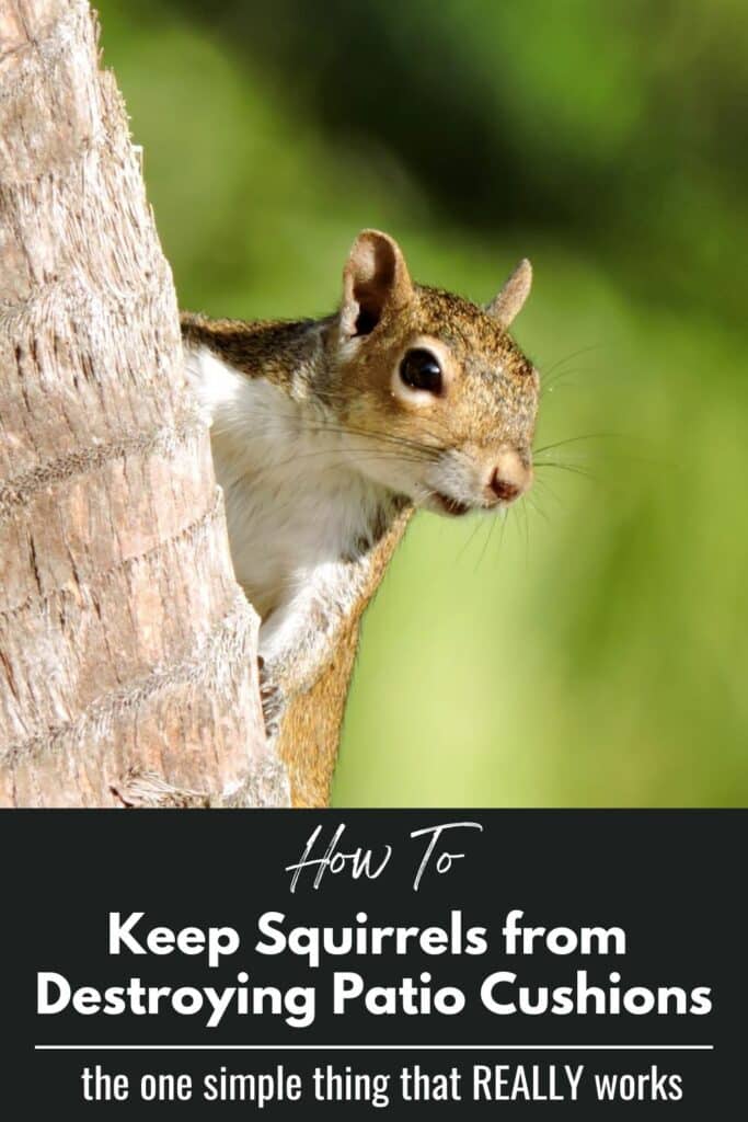How to Keep Squirrels from Destroying Patio Cushion Pinterest graphic