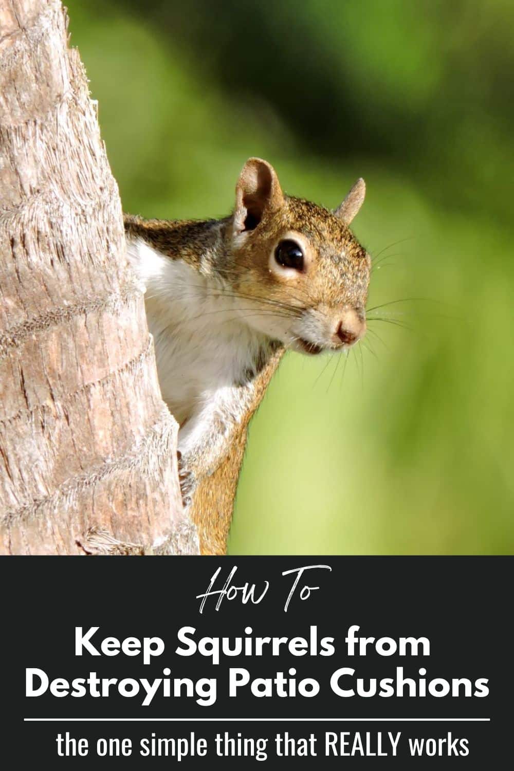 How to Keep Squirrels From Chewing Patio Cushions What Really Works