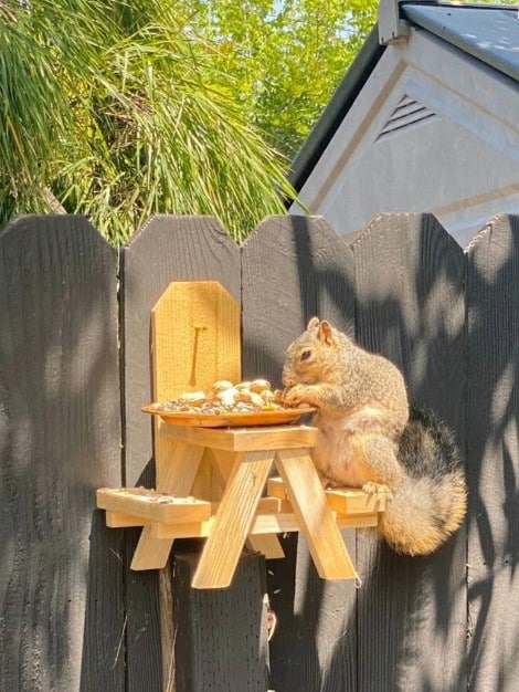 Picnic table squirrel feeder