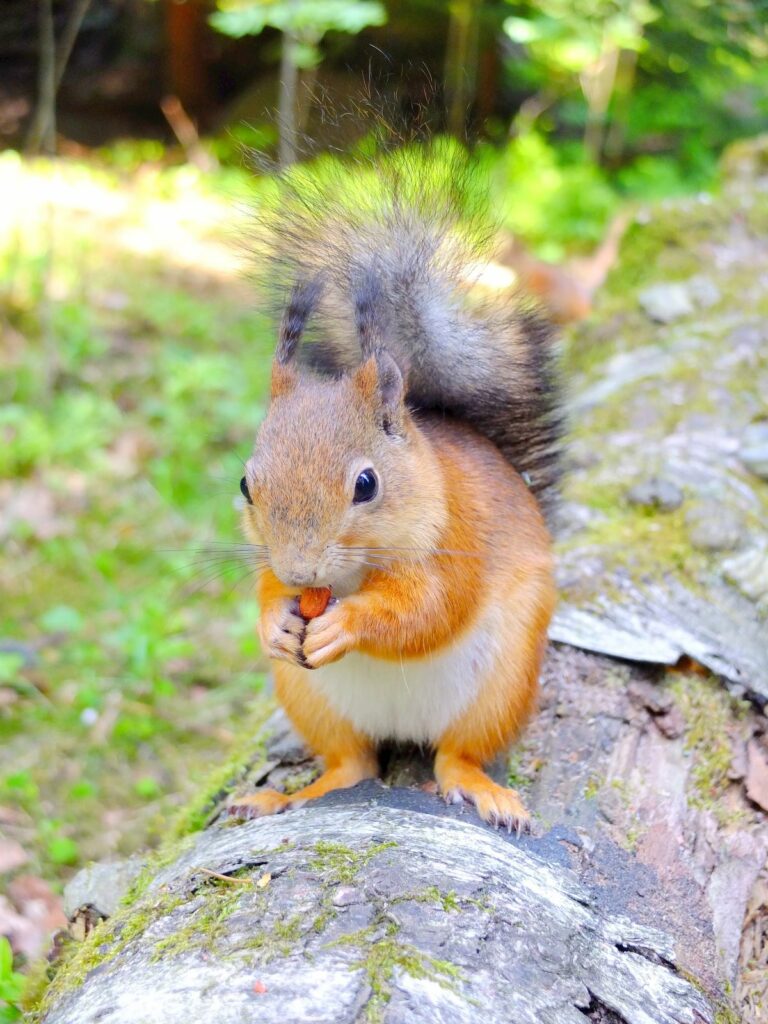 Cute squirrel eating nut
