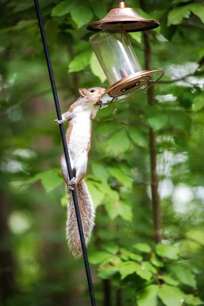 Squirrel checking bird feeder