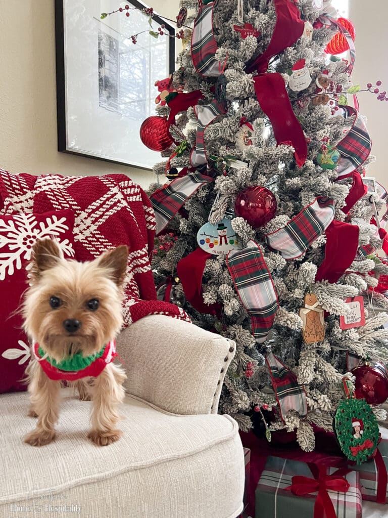 Dog in Christmas sweater by tree