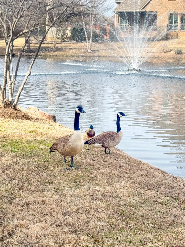 Geese and ducks at neighborhood pond