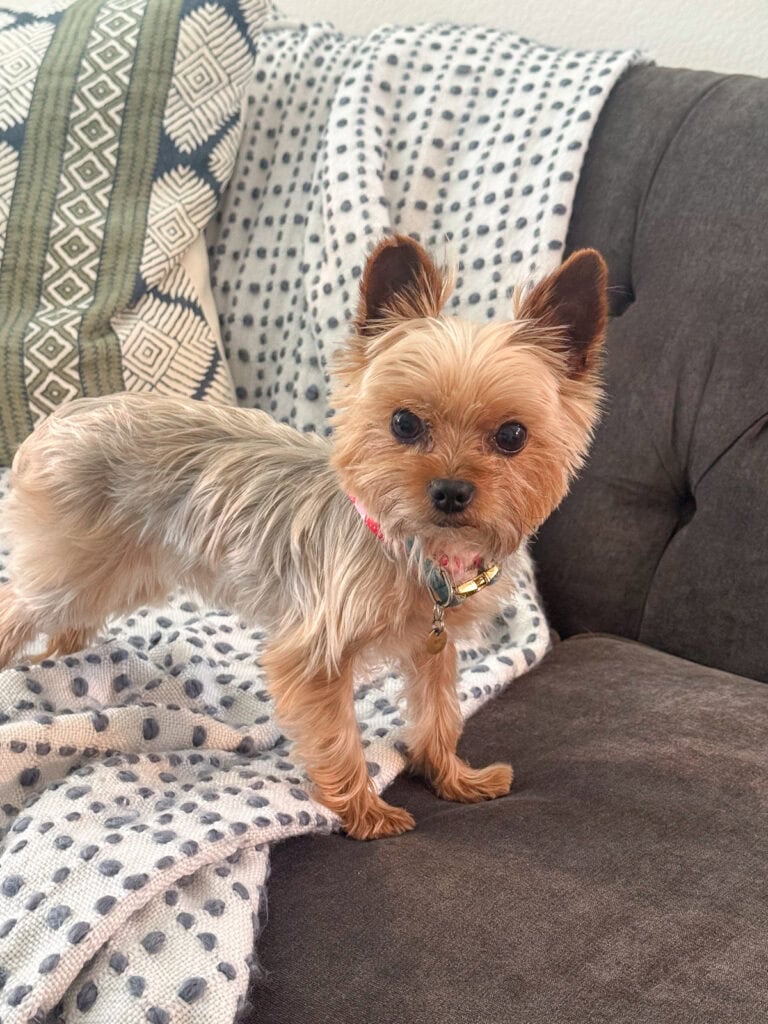 Yorkie on gray sofa