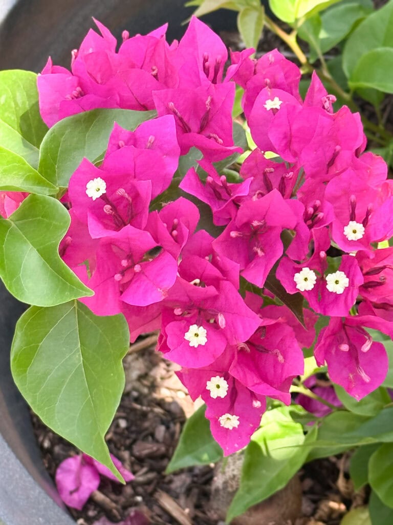 Closeup of bouganvilla flower