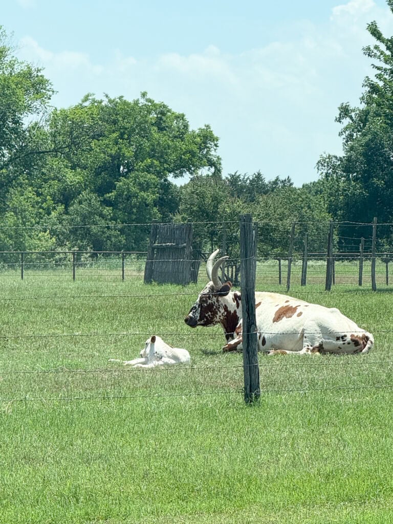 Longhorn and calf