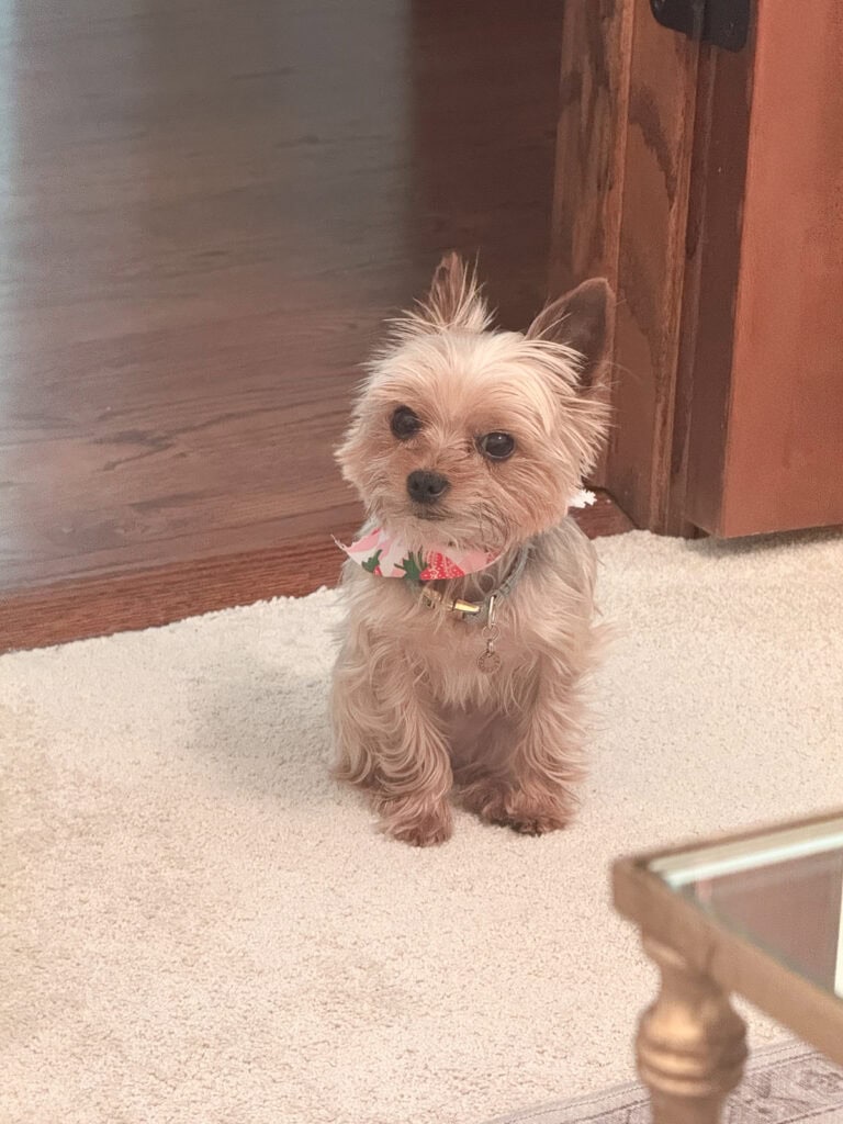 Yorkie sitting in office doorway