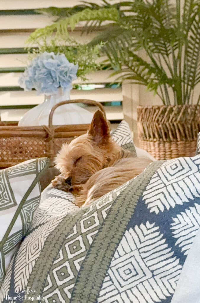 Yprkie napping on throw pillow