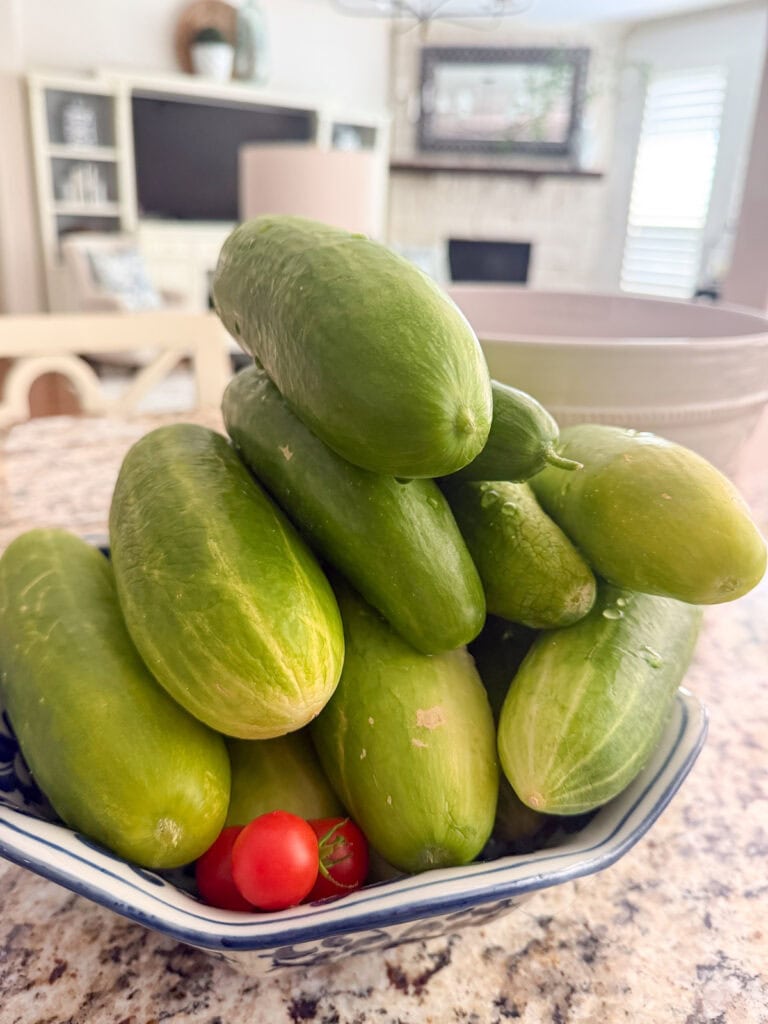 Freshly picked homegrown cucumbers harvested from the summer garden.