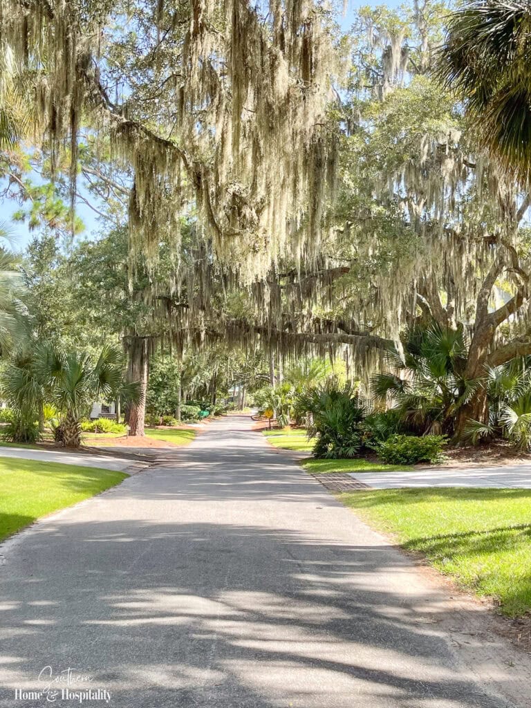 Spanish moss hanging from oak trees on a warm Southern summer afternoon.
