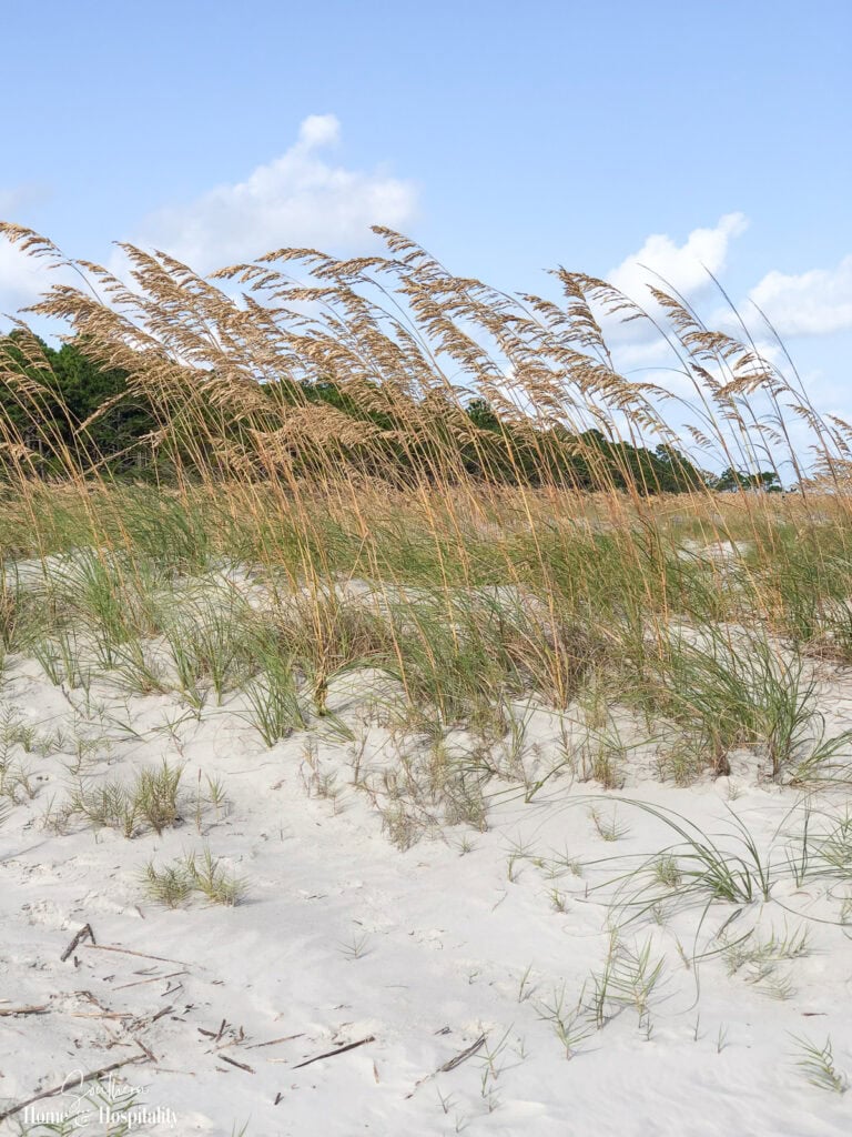 Sea oats growing along sandy dunes beneath a bright blue summer sky.