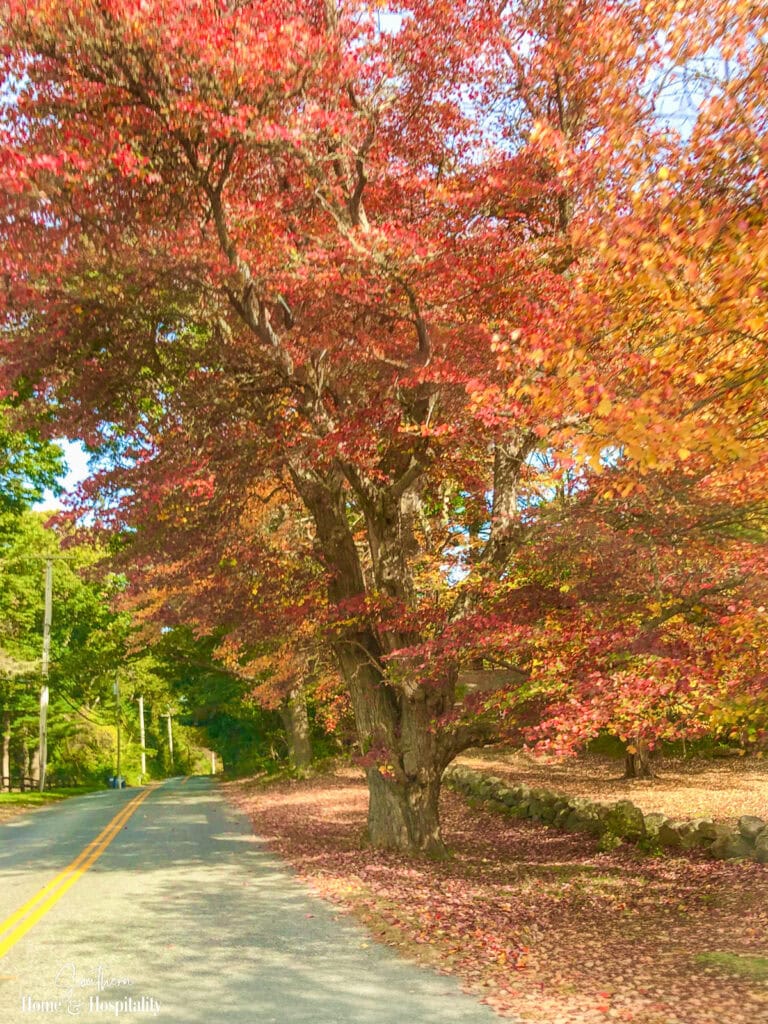 Country road beneath brilliant red and orange fall foliage with fallen leaves along the roadside.