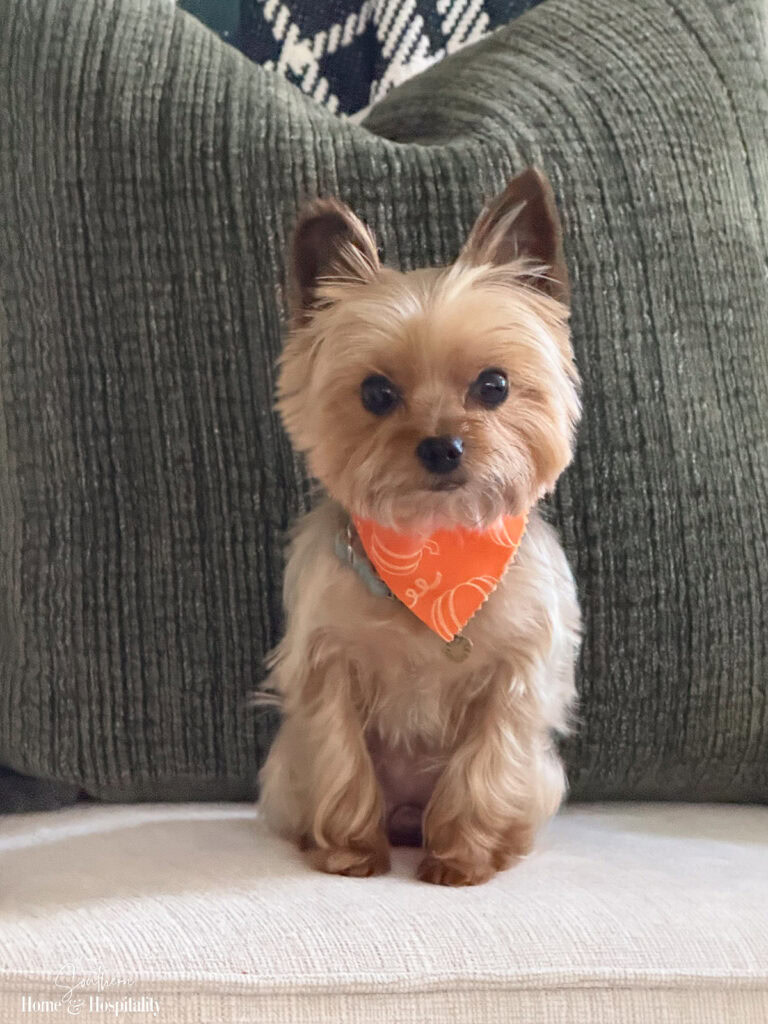 Yorkie haircut