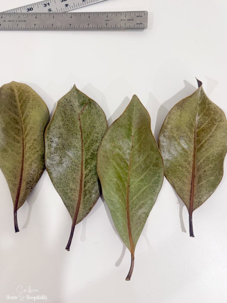 Magnolia leaves after being preserved with Mod Podge showing faded green color and curled edges