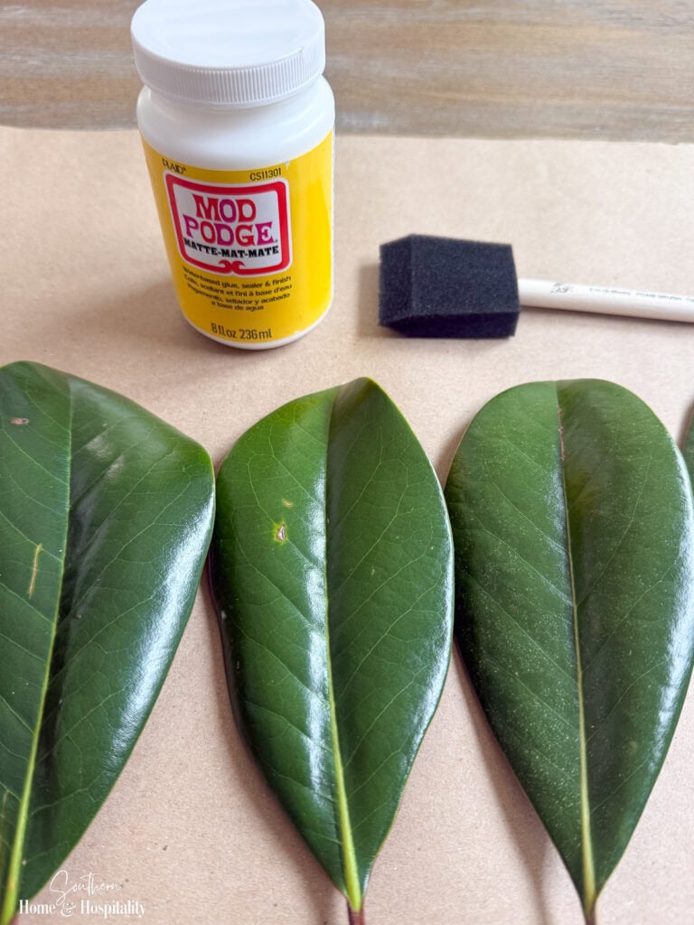 Fresh magnolia leaves with matte Mod Podge and foam brush for a preservation experiment