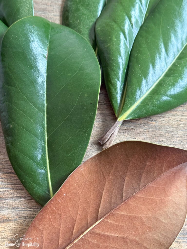 Fresh magnolia leaves showing glossy green tops and velvety brown undersides